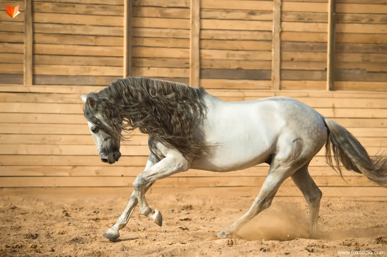 andalusian horse 1