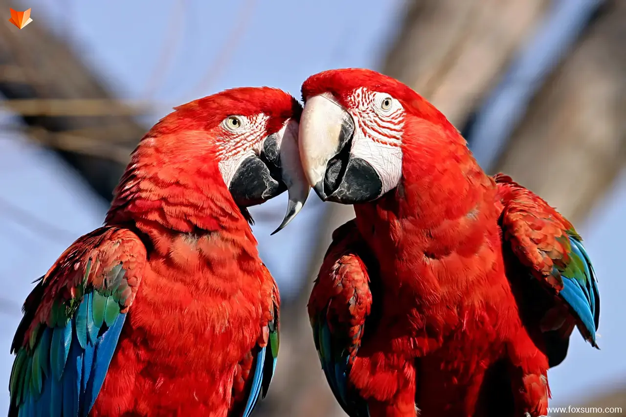 animal couples in love 1