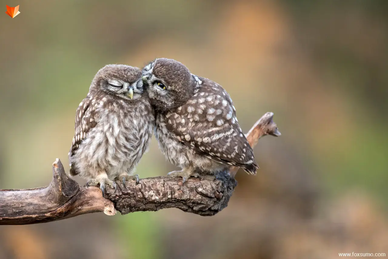 animal couples in love 17