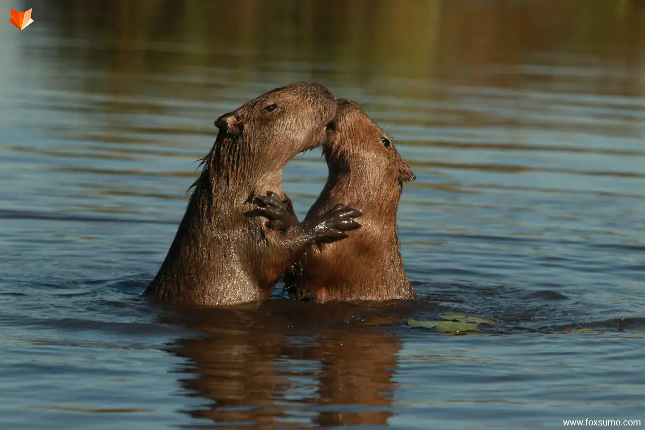 animal couples in love 28