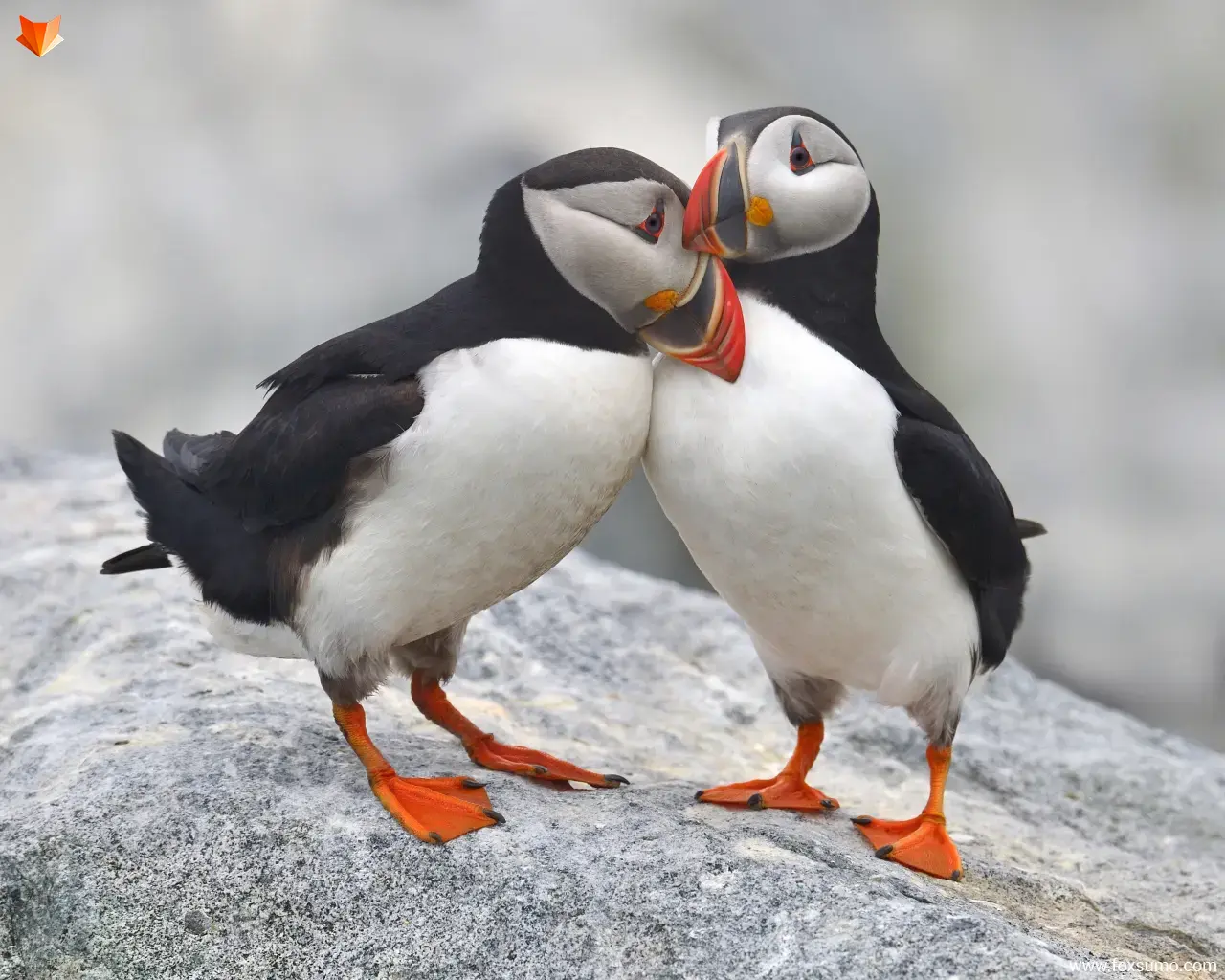 animal couples in love 31
