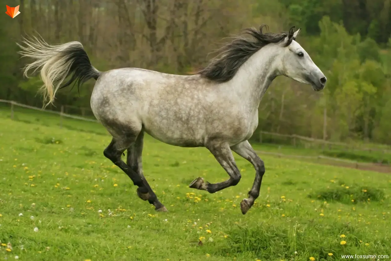 arabian horse 1