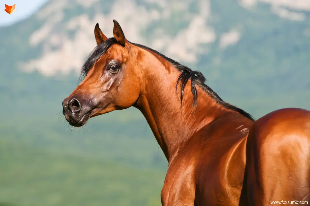 arabian horse 4