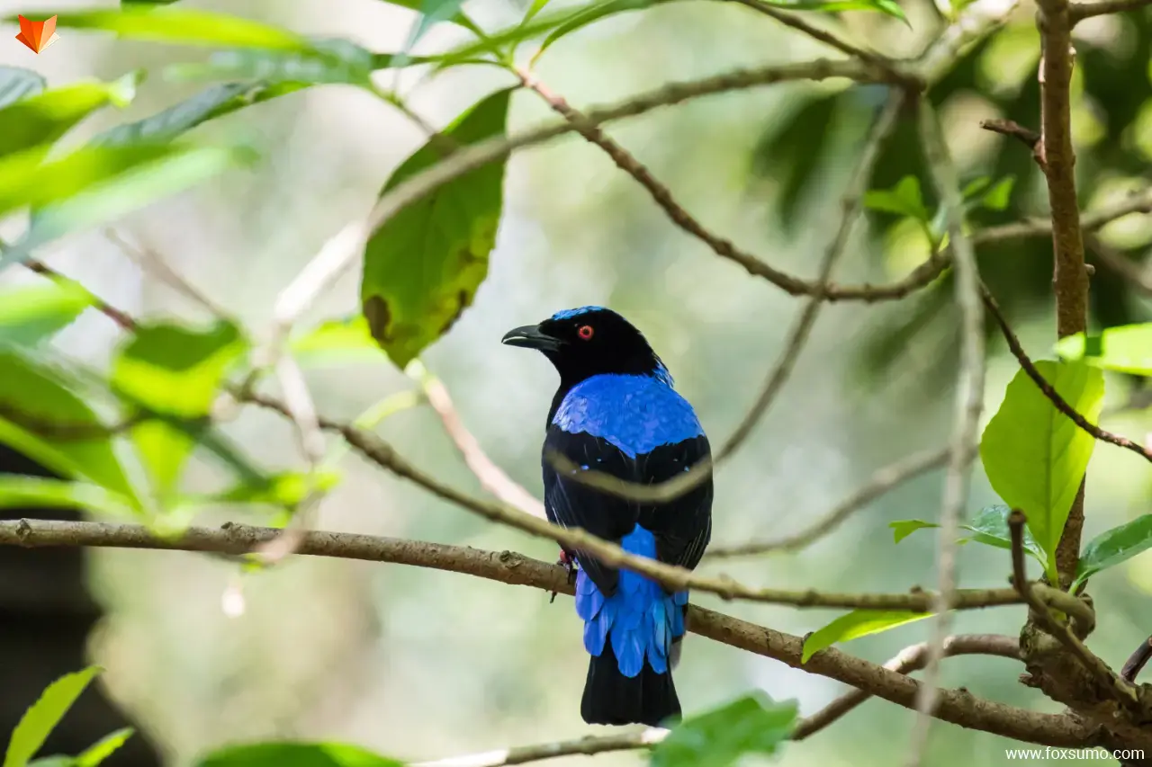 asian fairy bluebird