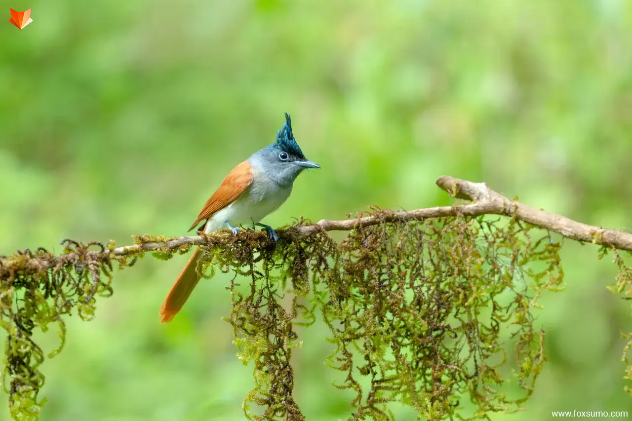 asian paradise flycatcher 6