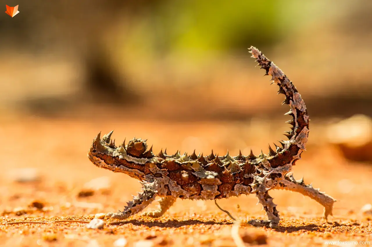australian thorny devil
