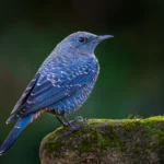 beautiful blue birds