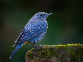 beautiful blue birds Tundra Animals