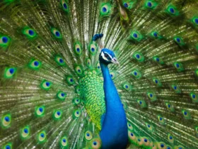 birds with amazing tail feathers Blue Animals