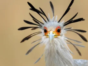 birds with beautiful crests Ugly Animals