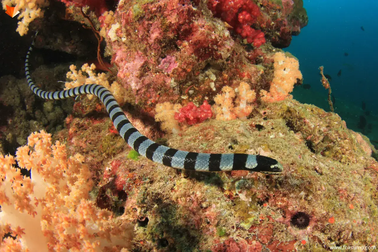 black banded sea krait Cool Snakes