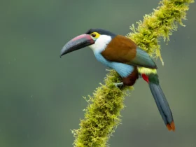 black billed nountain toucan Ugly Animals