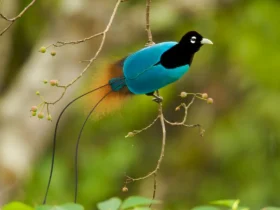 blue bird of paradise Tundra Animals