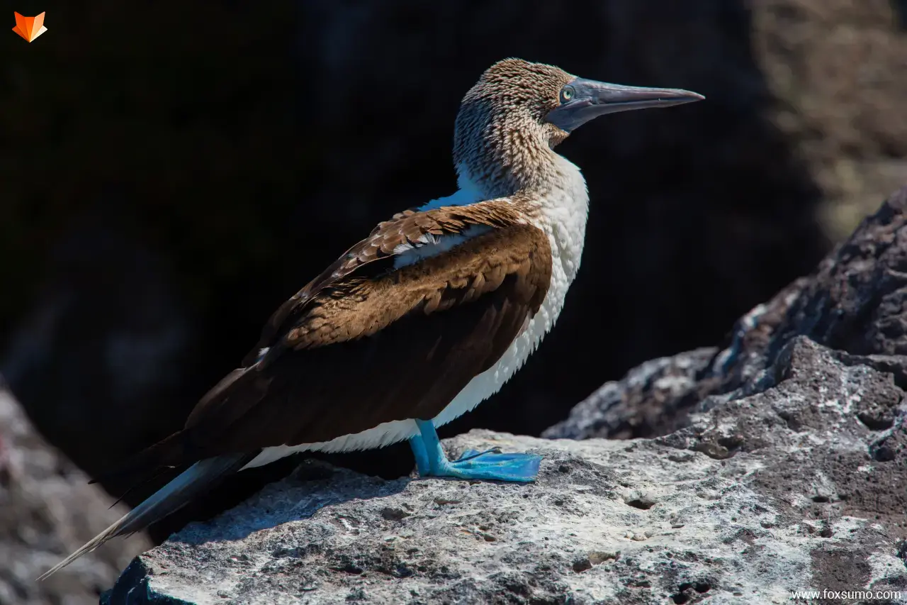 blue footed booby 1