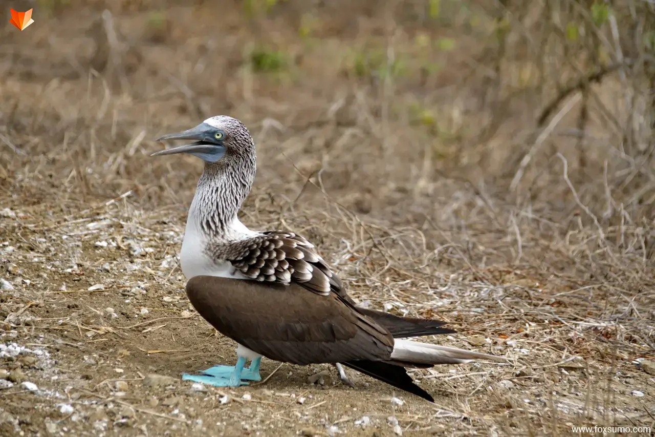 blue footed booby 4