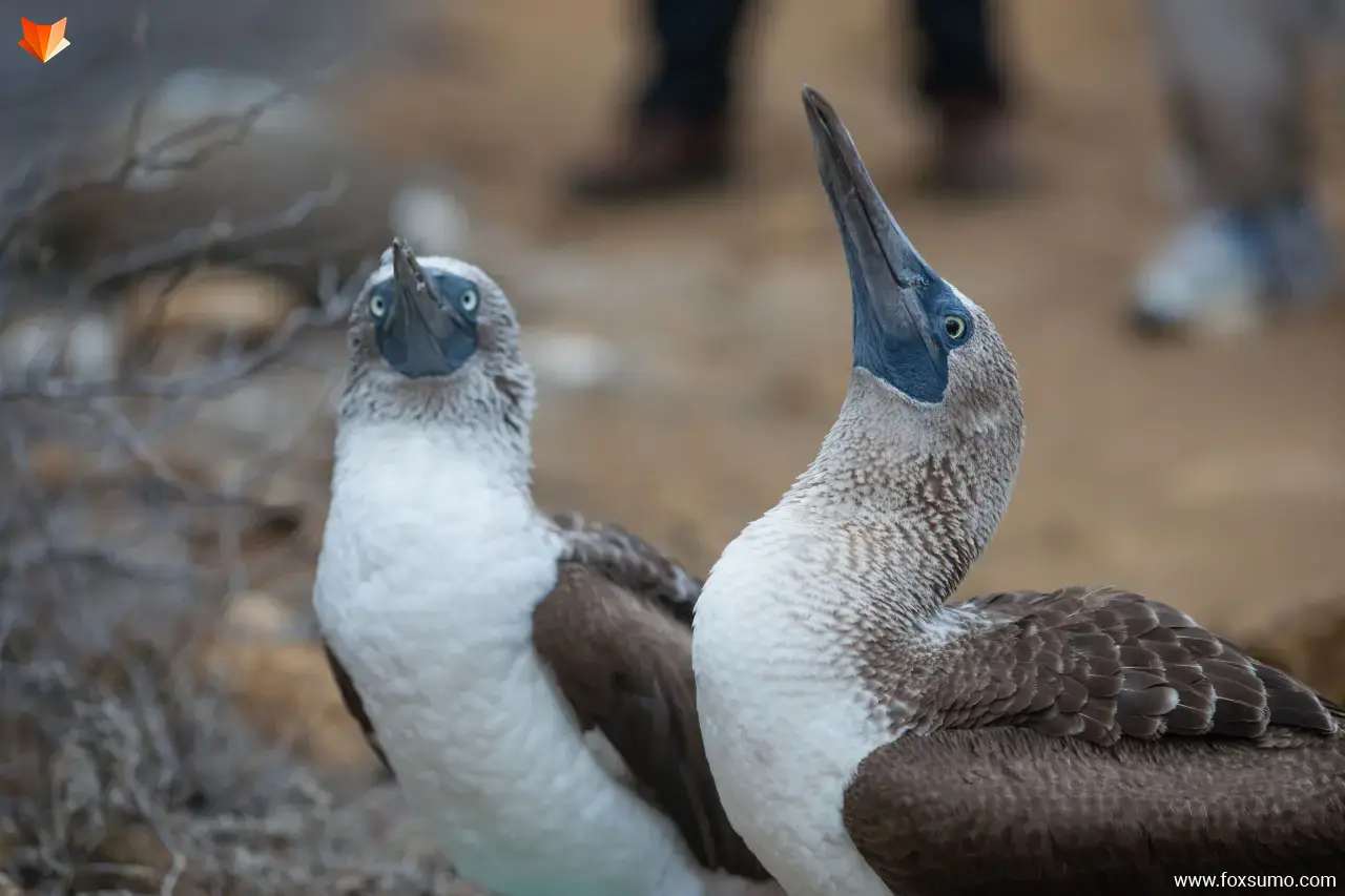 blue footed booby 5