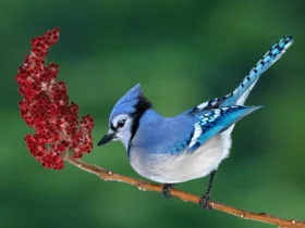 blue jay Weird Insects