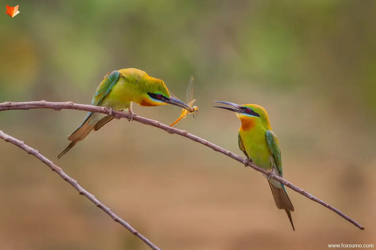 blue tailed bee eater 1