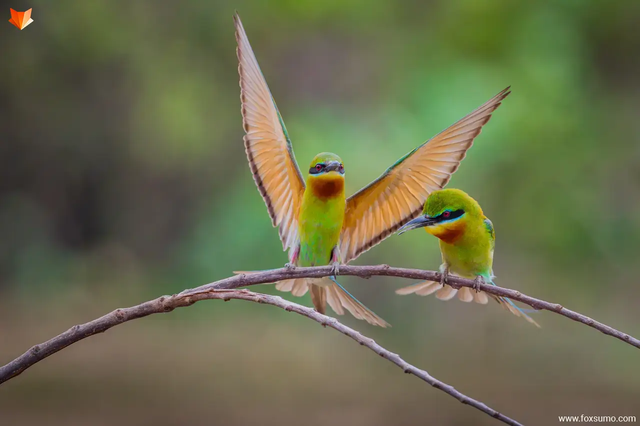 blue tailed bee eater 2