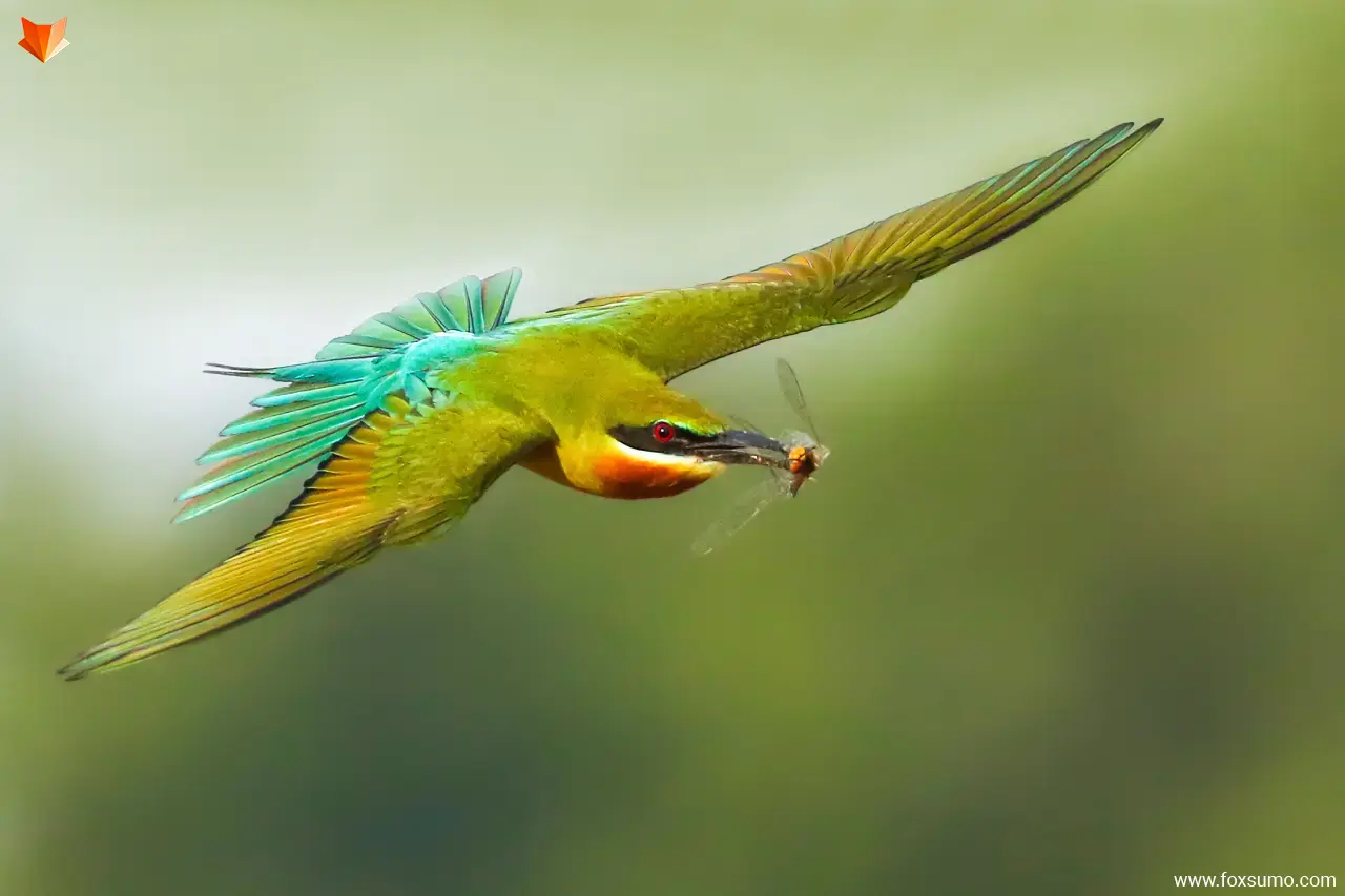 blue tailed bee eater 3