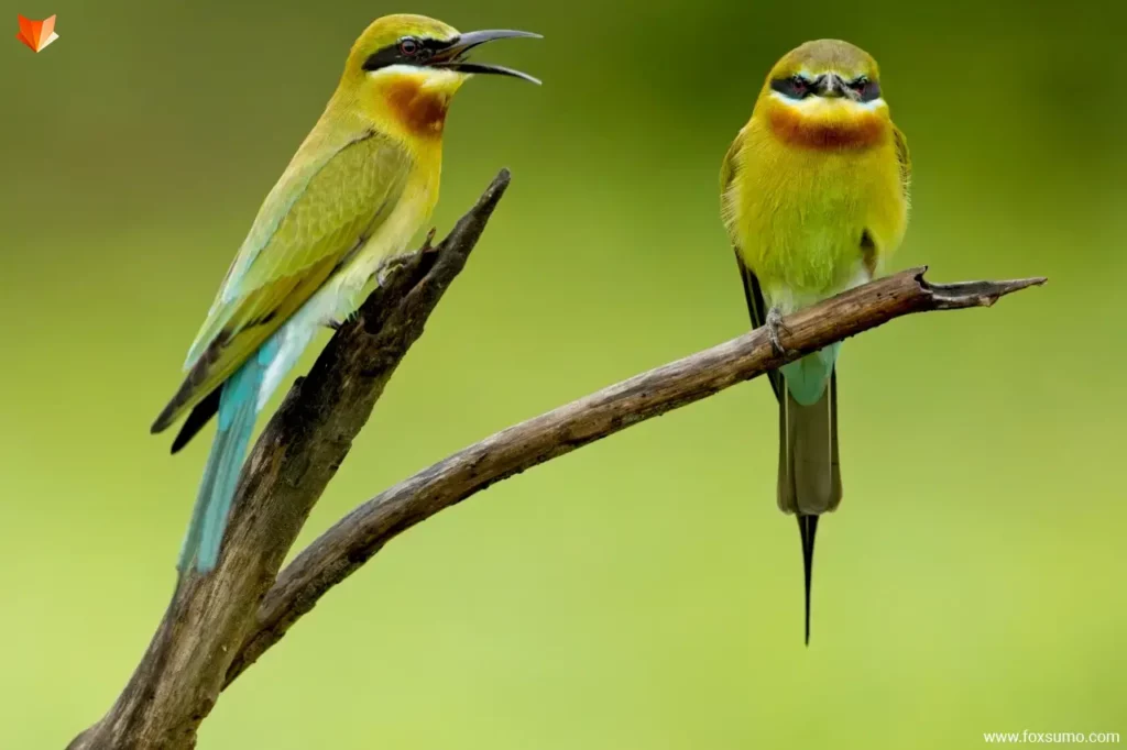 blue tailed bee eater 5