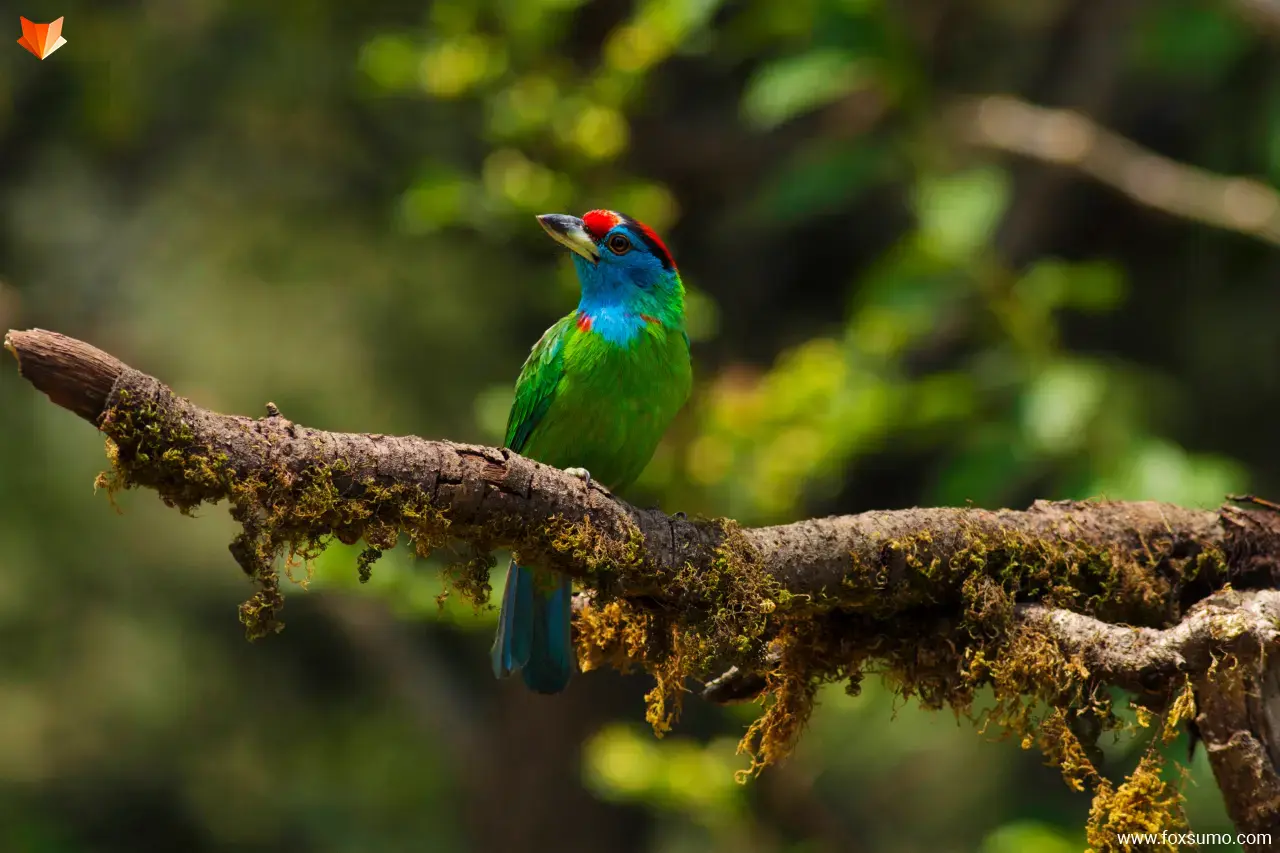 blue throated barbet colorful birds