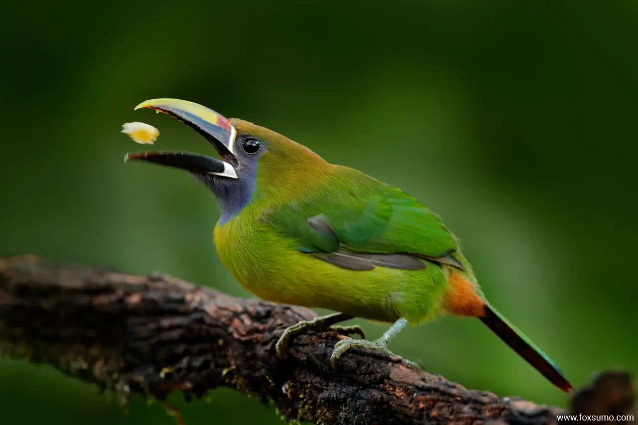 blue throated toucanet 1