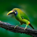 blue throated toucanet