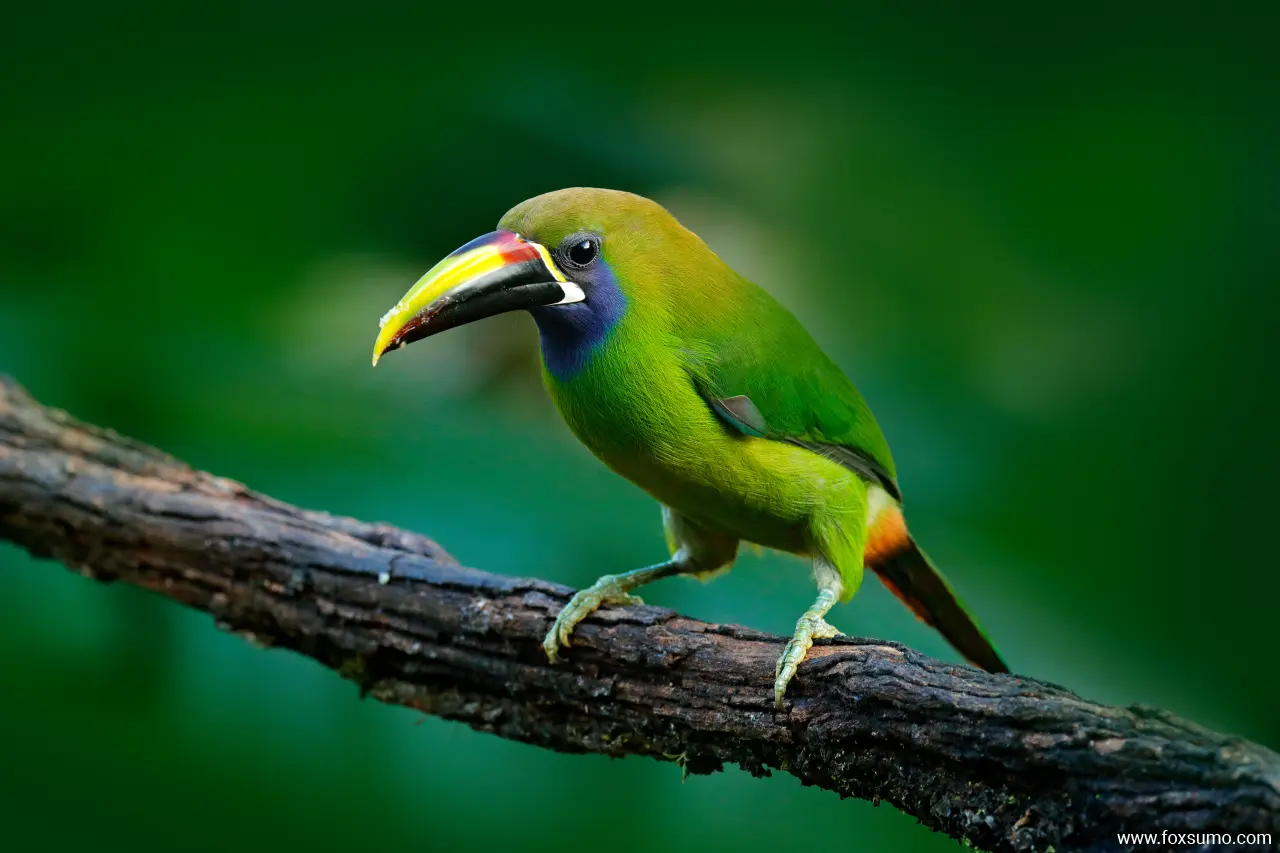 blue throated toucanet 2