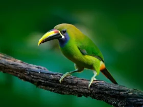 blue throated toucanet Cool Animals