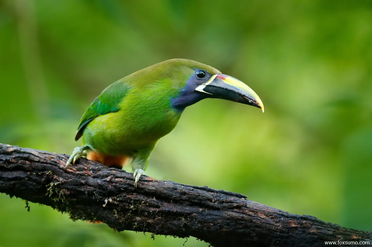 blue throated toucanet 3
