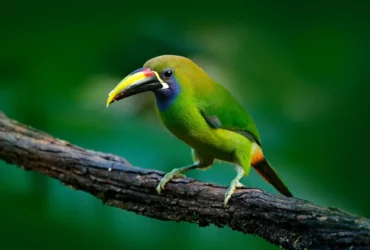 blue throated toucanet
