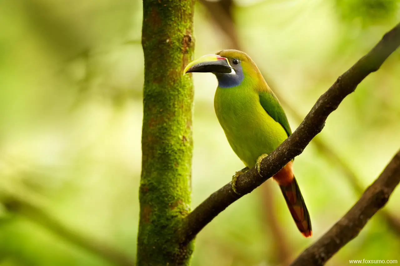 blue throated toucanet 4