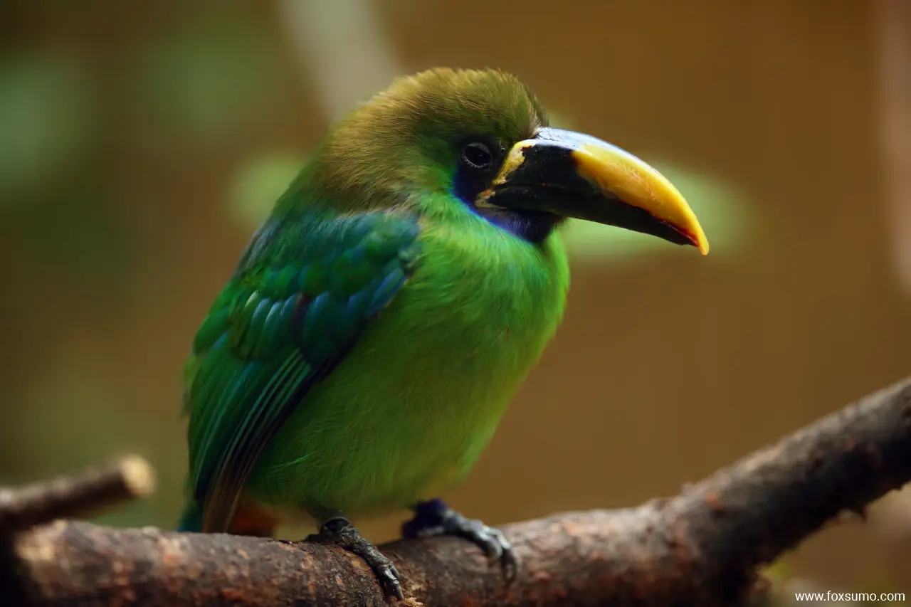 blue throated toucanet 5