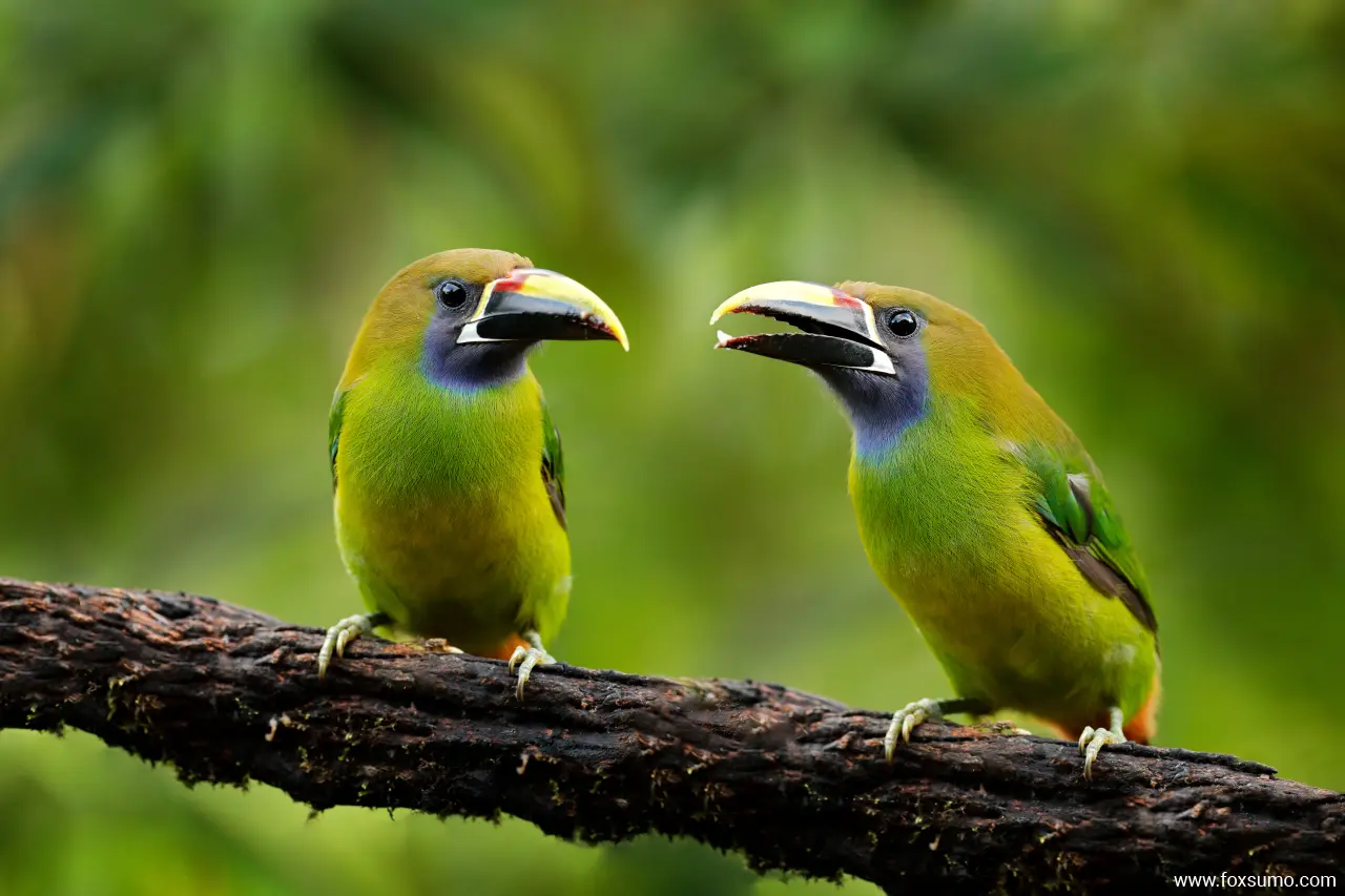 blue throated toucanet 6