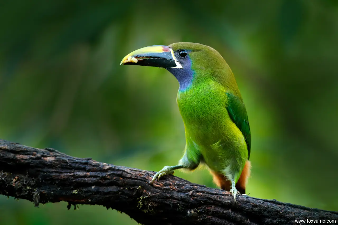 blue throated toucanet 7