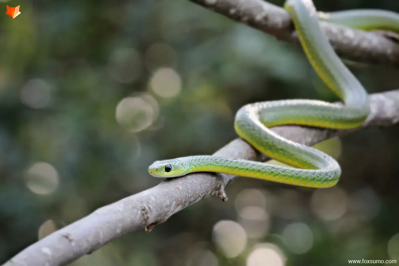 boomslang Cool Snakes