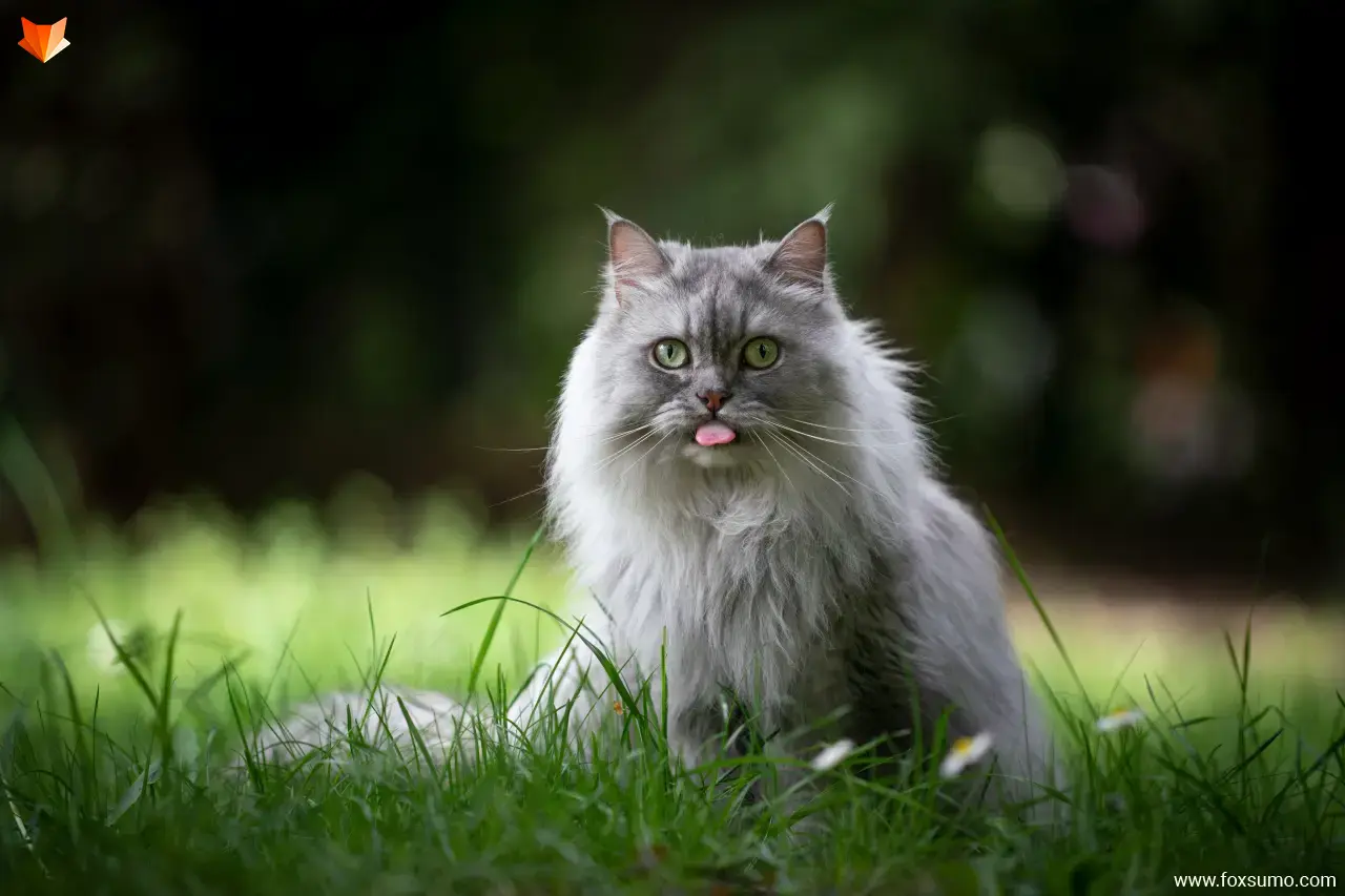 british longhair cat fluffy cat breeds
