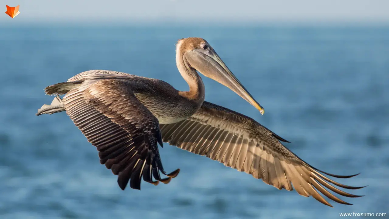 brown pelican Strange Birds