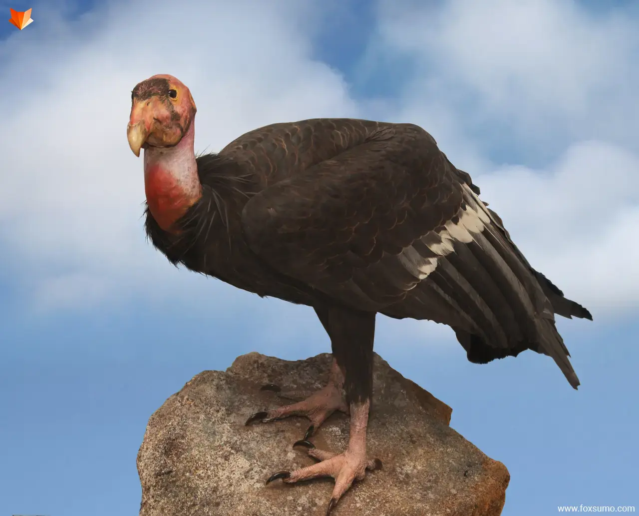california condor Largest Birds