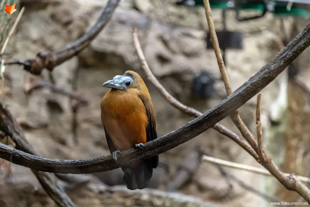 capuchinbird 1