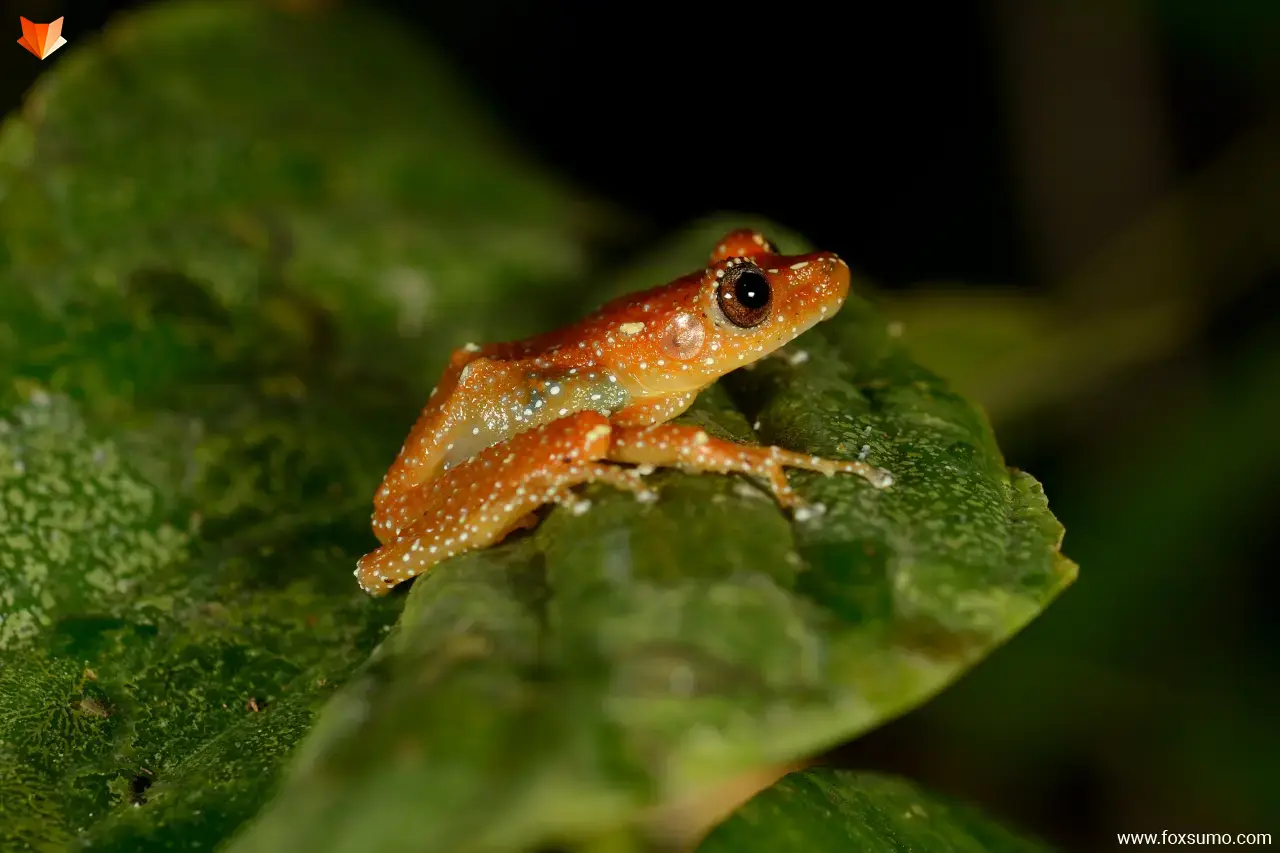 cinnamon frog Weird Frogs