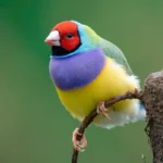 colorful birds Largest Birds
