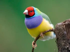 colorful birds Strange Birds