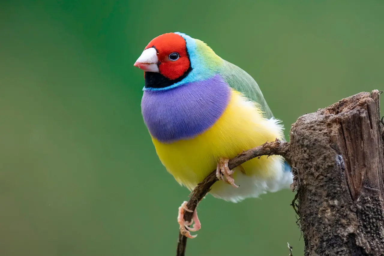 colorful birds colorful birds
