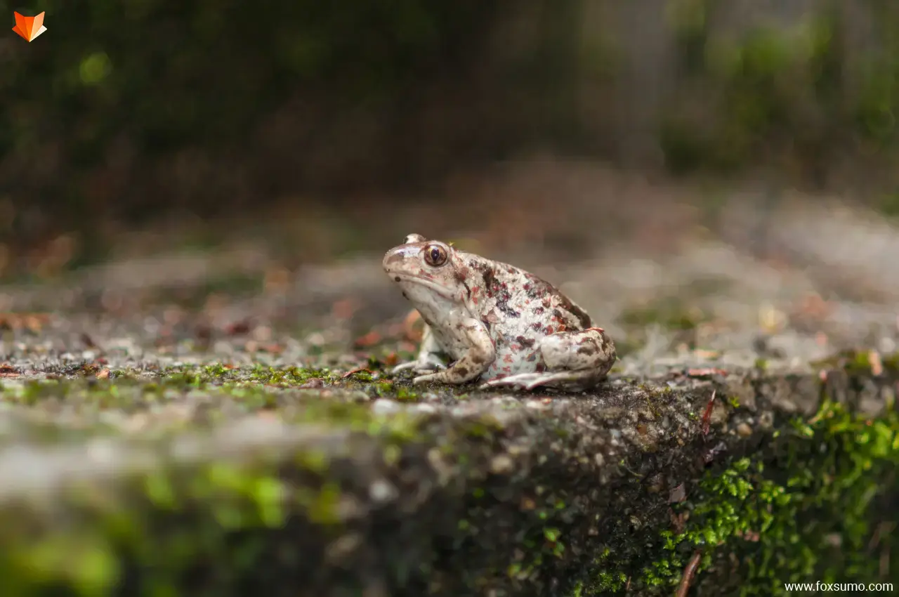 common spadefoot toad Weird Frogs