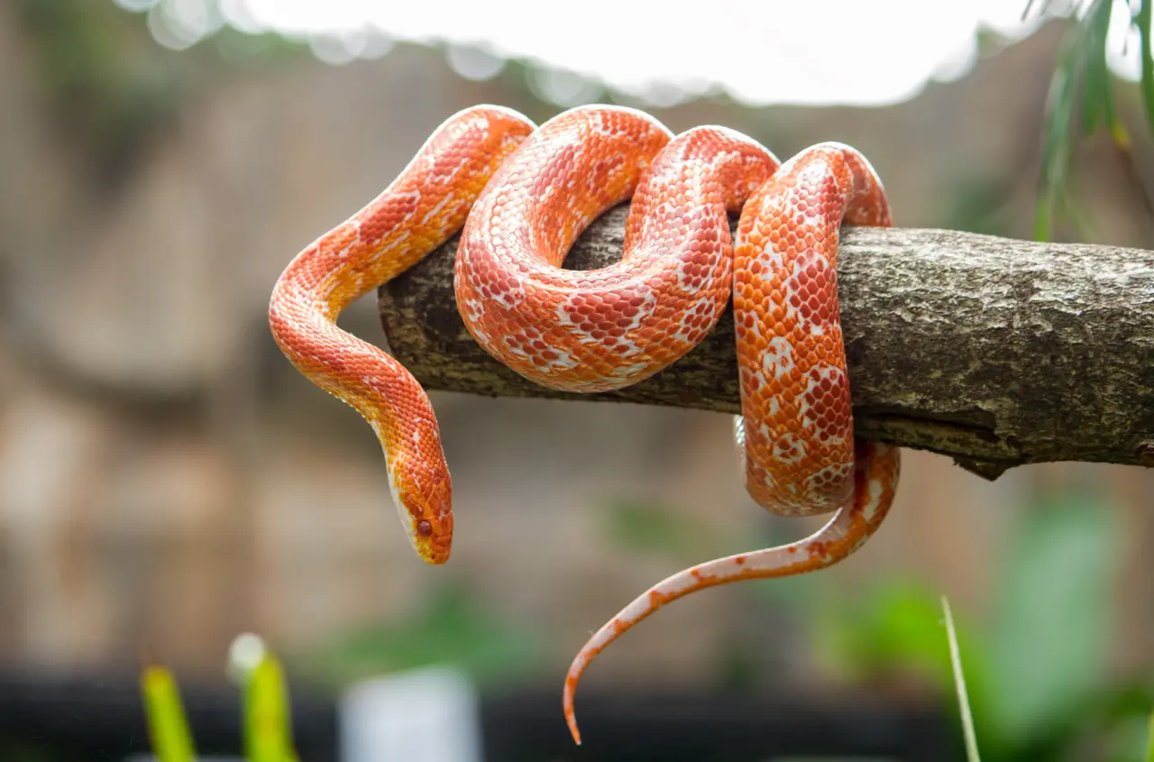 cool snakes Smartest Animals