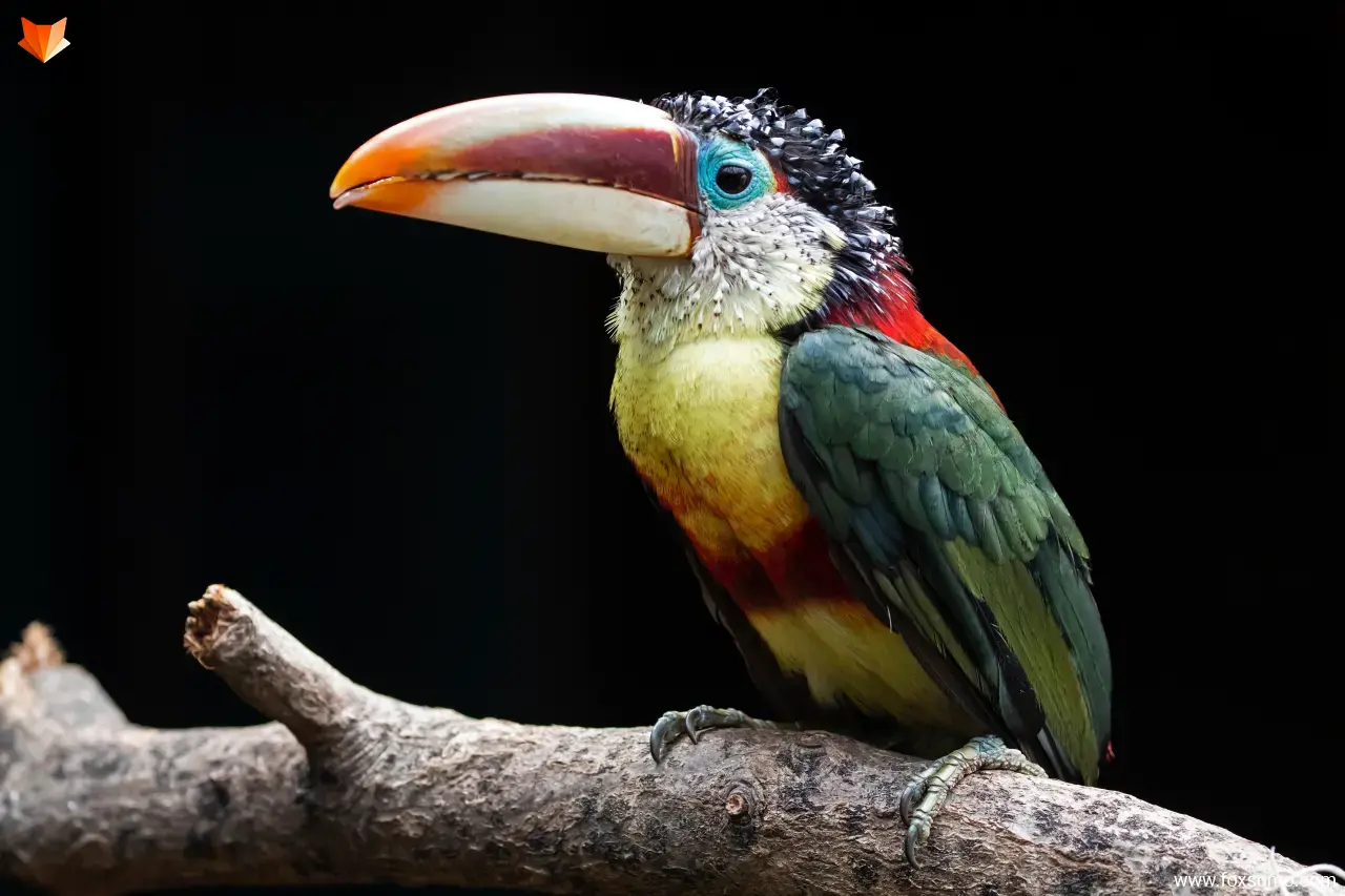 curl crested aracari colorful birds