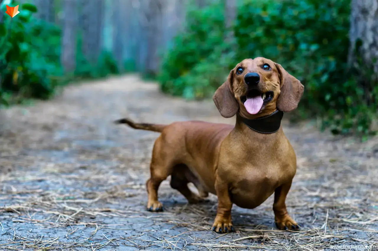 dachshund small dog breeds