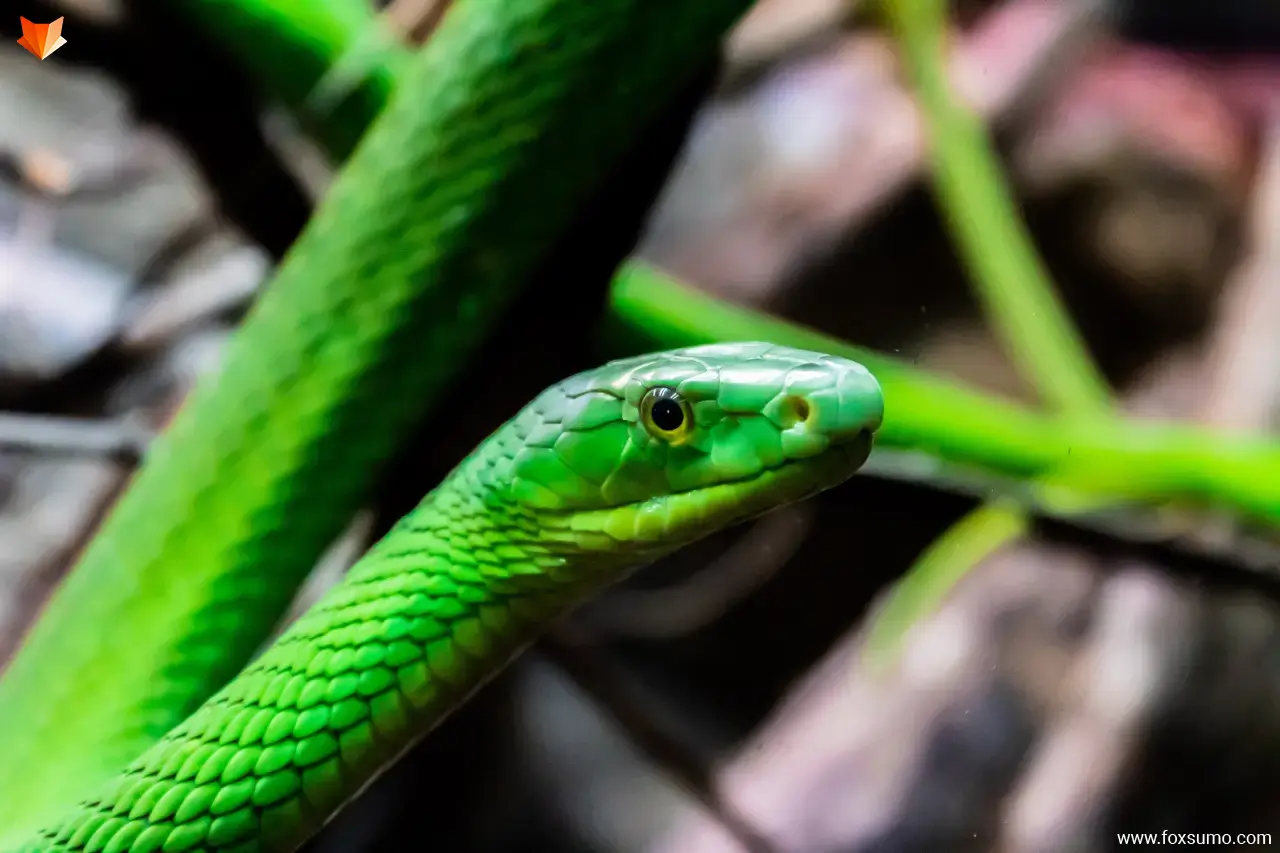 eastern green mamba Cool Snakes